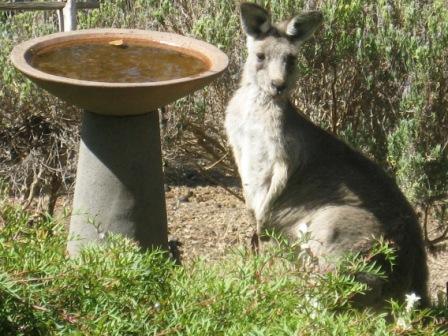 kanga birdbath